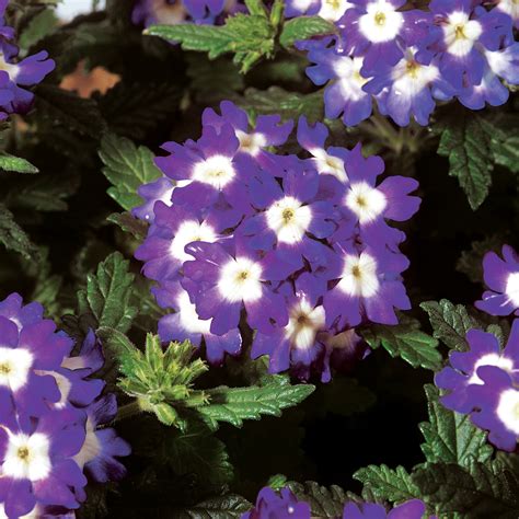Verbena Obsession Cascade Purple With Eye Flowers By Sleeman