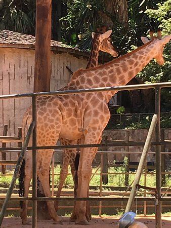 Läs omdömen, upptäck fler upplevelser eller kontakta zoo safari på tripadvisor. Sao Paulo Zoo - 2019 All You Need to Know BEFORE You Go ...