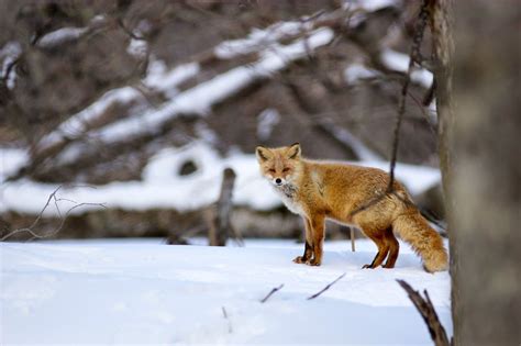 20 Incredibly Cute Hokkaido Red Fox Pictures From Japan Red Fox