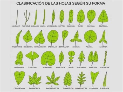 Tipos de hojas cómo se clasifican características Diferenciando