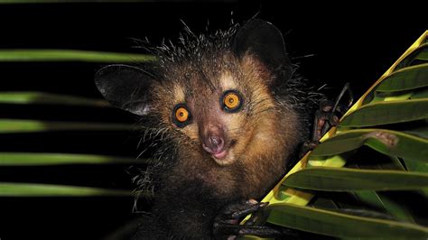 Nocturnal Animals List Australia