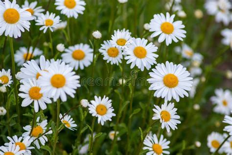 Many Marguerites On A Meadow Of Flowers In The Garden With Nice White