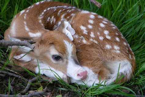 Leaflizard Our First Piebald Fawn