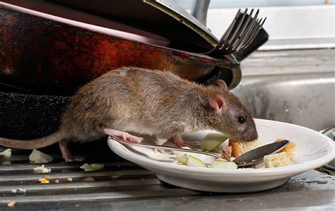Blog Keeping Rodents Out Of Your New Jersey Restaurant