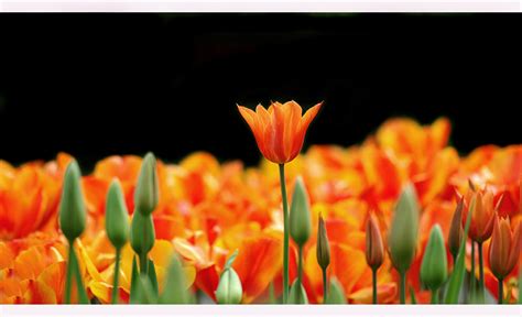 28 best inspiration images in 2019 garden advertising axe. ORANJE...BLUMEN Foto & Bild | natur-makros, natur-kreativ ...