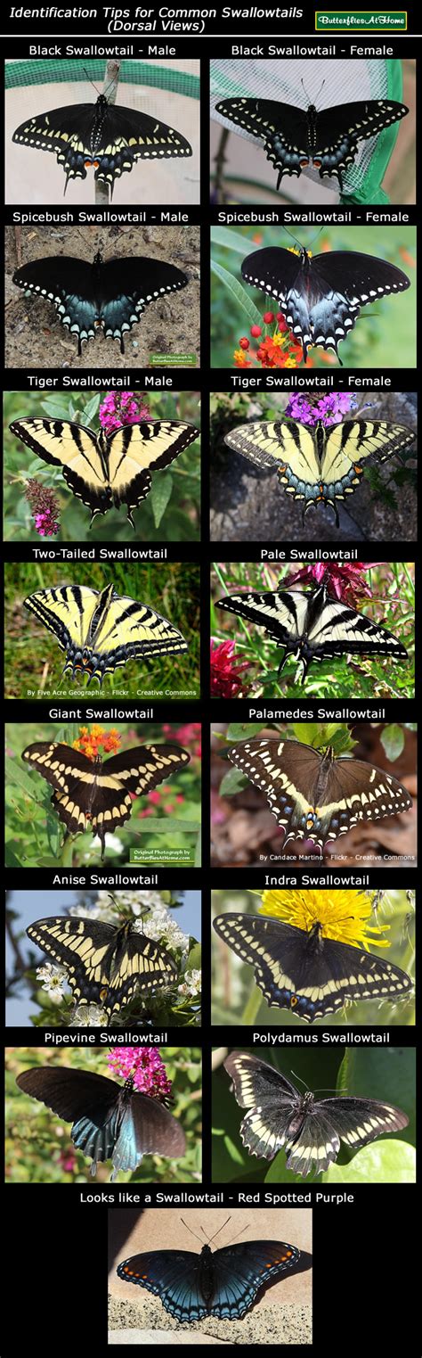 Best Ideas For Coloring Swallowtail Butterfly Identification