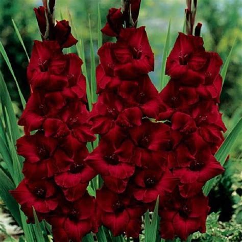 Gladiole Black Beauty Buc Bulbi Flori