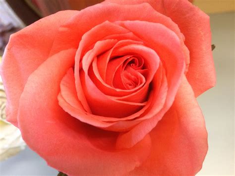 Coral Reef Rose large head, opens half way Rose Varieties, Coral Reef