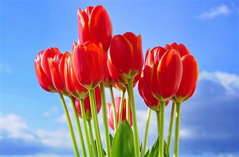 Wallpaper Tulips Flowers Bouquet Red Sky Spring 2040x1340