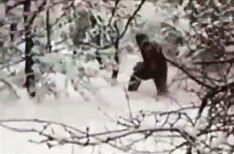 Is Bigfoot Living In Yellowstone National Park Video Paranormal