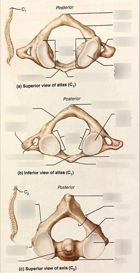 The First And Second Cervical Vertebrae Diagram Quizlet