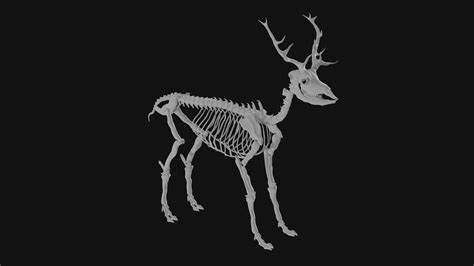 D Elk Skeleton Turbosquid