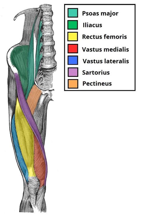 Músculos Da Coxa Anatomia Papel E Caneta