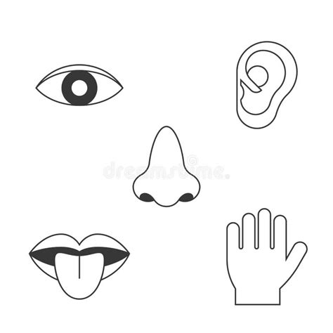 Five Senses Icon Stock Vector Illustration Of Five Sense 99994203