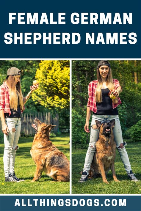 Female German Shepherd Names Female German Shepherd German Shepherd