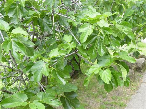 Adam And Eve Fig Leaves World Crops Database