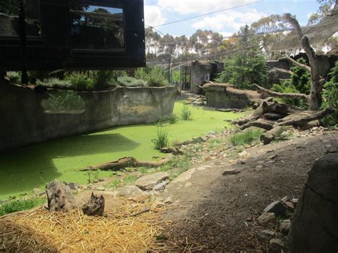 Snow Leopard Enclosure Zoochat