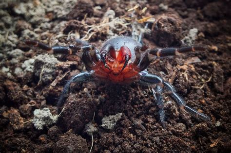 Mysterious Spider With Blood Red Fangs Found In Australia