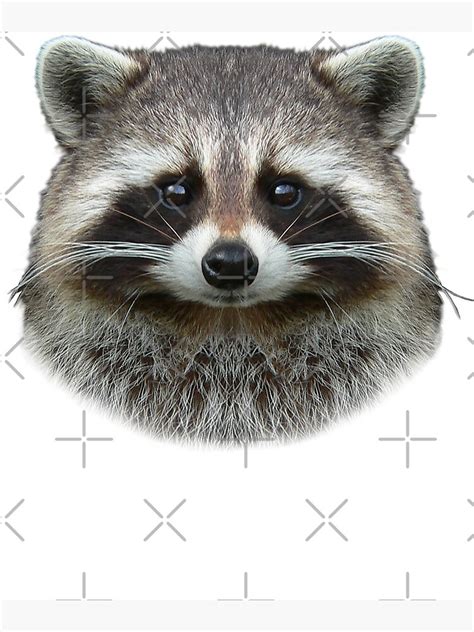 Raccoon Face Cute Raccoon Lover Photographic Print For Sale By