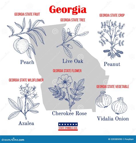 Georgia Set Of Usa Official State Symbols Stock Vector Illustration