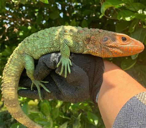 Caiman Lizard