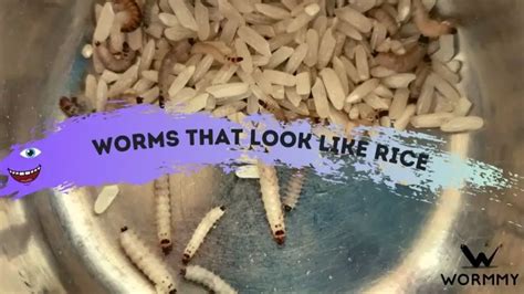What Are Worms That Look Like Rice In Dogs Cats And Humans