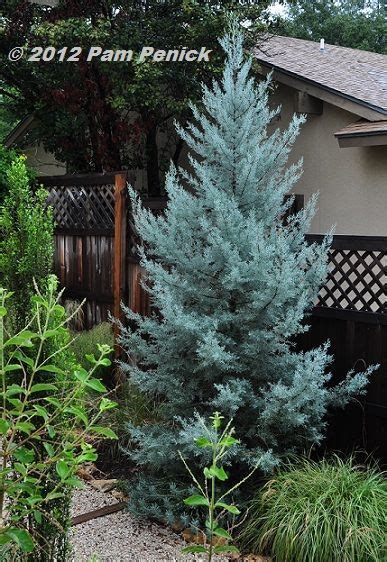 Arizona Cypress Blue Ice This Brilliant Ice Blue Cypress Would Be A