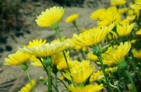 Yellow Desert Dandelion Flowers Anza Borrego Desert State Park Stock