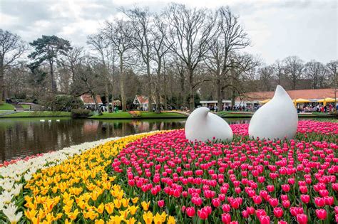 It features famous dutch tulips and was designed with elements of the countryside, a river network, wooden buildings, windmills, and a sea of flowers. Keukenhof Gardens: 10 Tips to See Tulips in 2021