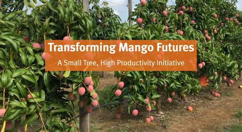 High Density Mango Orchards Understanding The Basics CRCNA