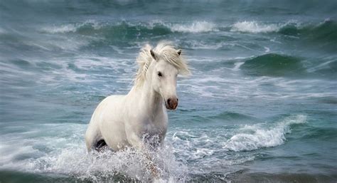 33 White Horse Running On Beach Wallpapers Wallpapersafari