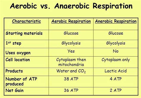 Difference Between Aerobic And Anaerobic Respiration Related How To