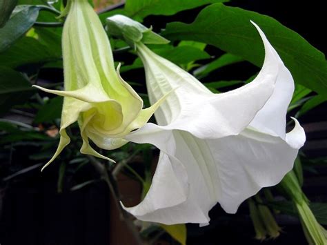 Small, white, with six petals on a thin stalk. "Top 5 most poisonous flowers" by KathleenMLe | Redbubble