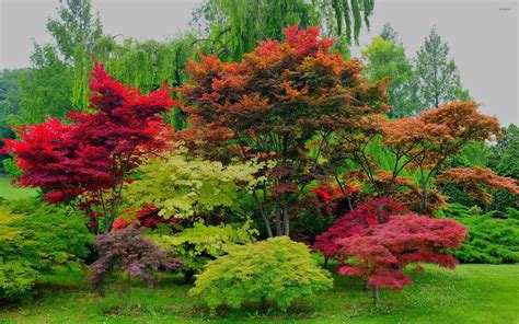 Red Maple Trees Wallpaper Nature Wallpapers 46466