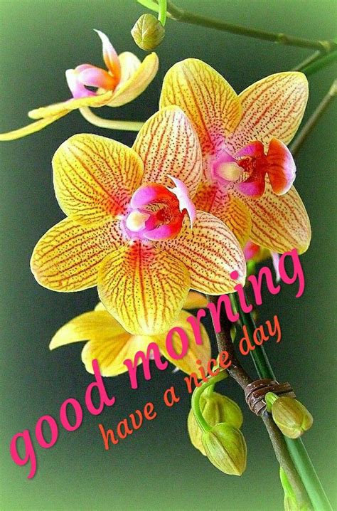 Pin By Sumita Das On Good Morning Good Morning Images Flowers Good
