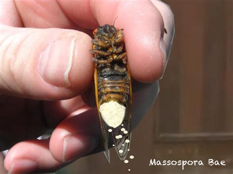 Massospora Cicada Mania