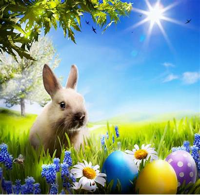 Easter Bunny Flowers Spring Rabbit Eggs Sunshine