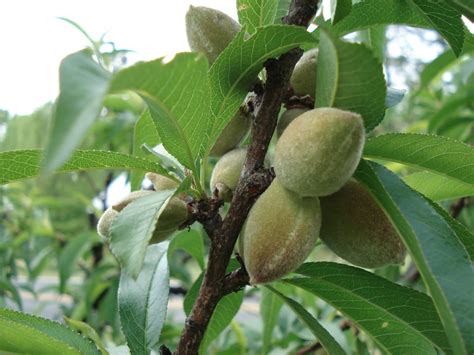 The elberta peach is considered by many as one of the best varieties of peach trees. From the Cupboard: Our "Lil" Peach Tree--Part 4