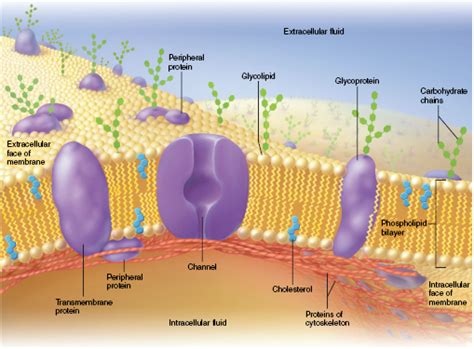 Here Is A Picture Of The Phospholipid Bilayer This Membrane Surrounds