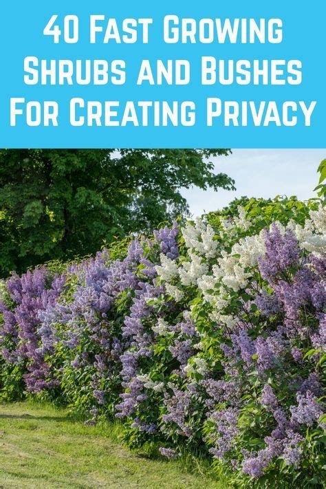 40 Fast Growing Shrubs And Bushes For Creating Privacy Artofit