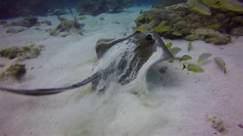 Can You Name Each Of These Florida Keys Sea Creatures Video