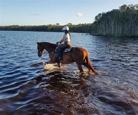 Noosa Horse Riding Experience 2 Hours Animal Adventures Mygui