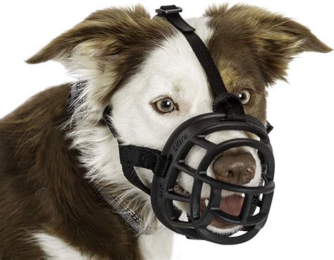 Dog Muzzles When Why And How To Use Them Dog Muzzle Dogs Medium Dogs