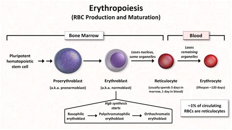 Normal Rbc Physiology Including Erythropoiesis Youtube