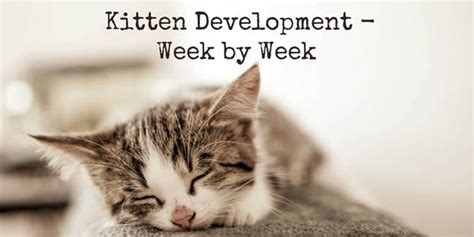 Kitten Development Kitten Age Chart Anna Blog