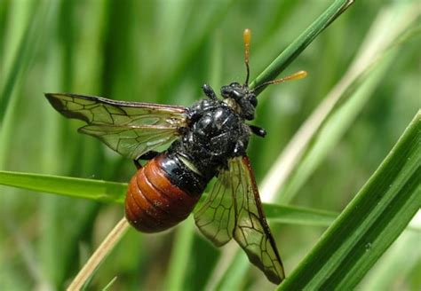 Do Sawflies Sting Updated For 2021