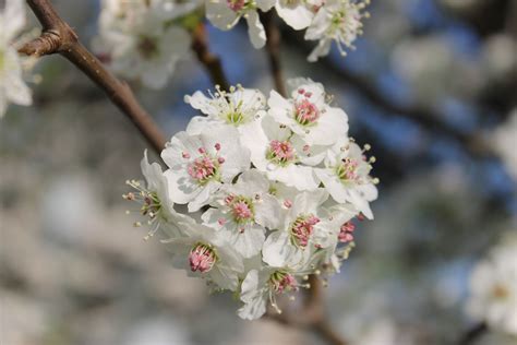 Bradford Pear Blossoms In My Yard