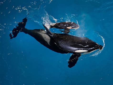 Baby Orca Final Killer Whale Bred In Captivity At Seaworld Is Born In