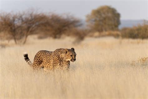 Cheetah In The African Savannah Stock Image Image Of Namibia Mammal
