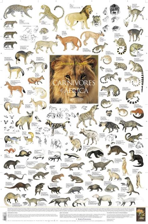 African Cats List ~ List Of African Wild Cats ~ Cats For Africa